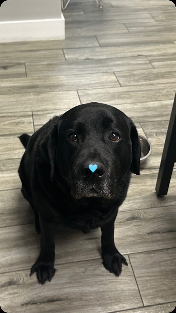 Just like our furry friend here, we’re always ready to lend a